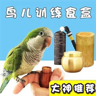 训鸟教程零基础学习 训鸟虎皮牡丹玄凤鹦鹉训练全套解说视频课程